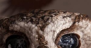 Zeus, Burung Hantu Buta yang Matanya Seperti Galaksi dan Mampu Memikat Dunia Zeus the blind owl - sumber foto Instagram @universeunveilled