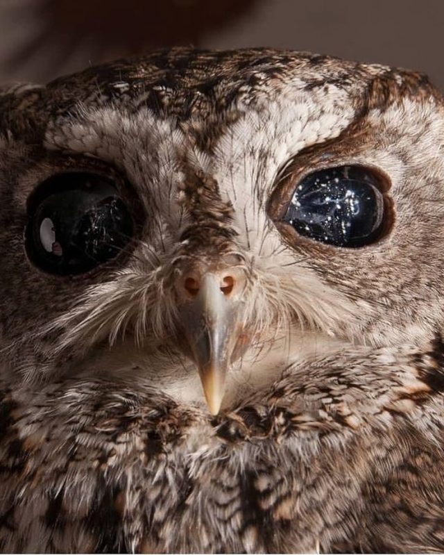 Zeus the blind owl - sumber foto Instagram @universeunveilled