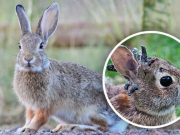 “Frankenstein Rabbits” Muncul di Colorado, Apa yang Sebenarnya Terjadi? Frankenstein rabbits Colorado - sumber foto Istimewa