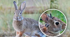 Frankenstein rabbits Colorado - sumber foto Istimewa