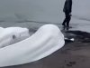 Gempa Dahsyat Guncang Rusia: Megathrust Magnitudo 8.0 Guncang Kamchatka, Beluga Jadi Pertanda? Paus Beluga Terdampar Gempa Rusia 2025 - sumber foto Instagram