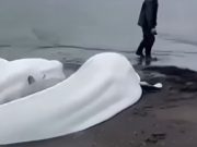 Gempa Dahsyat Guncang Rusia: Megathrust Magnitudo 8.0 Guncang Kamchatka, Beluga Jadi Pertanda? Paus Beluga Terdampar Gempa Rusia 2025 - sumber foto Instagram
