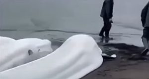 Gempa Dahsyat Guncang Rusia: Megathrust Magnitudo 8.0 Guncang Kamchatka, Beluga Jadi Pertanda? Paus Beluga Terdampar Gempa Rusia 2025 - sumber foto Instagram