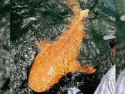 Hiu Oranye Langka Ditemukan di Costa Rica, Fenomena Xanthism yang Jarang Terjadi hiu oranye di Taman Nasional Tortuguero Costa Rica - sumber foto bbcnews