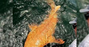 Hiu Oranye Langka Ditemukan di Costa Rica, Fenomena Xanthism yang Jarang Terjadi hiu oranye di Taman Nasional Tortuguero Costa Rica - sumber foto bbcnews