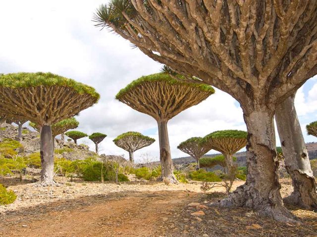 Pulau Socotra - sumber foto Istock Pulau Socotra - sumber foto Istock