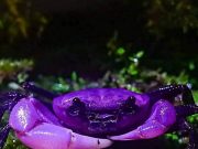 Kepiting Ungu Langka Muncul Lagi di Taman Nasional Kaeng Krachan Thailand, Pertanda Ekosistem Sehat kepiting ungu langka, Princess Crab, Taman Nasional Kaeng Krachan - sumber foto via Kaeng Krachan National Park