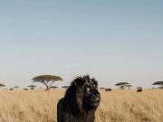 Viral Foto Singa Hitam yang Bikin Heboh: Fakta atau Ilusi Digital? fakta tentang singa hitam melanistik - sumber foto Instagram worldinlast24hrs