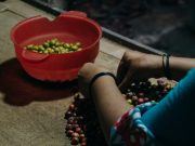 Maya, Remaja Difabel dari Temanggung yang Menemukan Harapan Lewat Kopi Robusta kisah inspiratif Maya difabel asal Temanggung mengolah kopi robusta Temanggung - sumber foto Istimewa