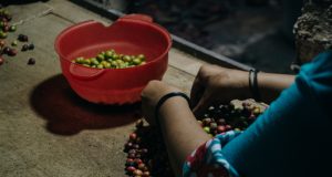 kisah inspiratif Maya difabel asal Temanggung mengolah kopi robusta Temanggung - sumber foto Istimewa