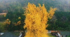 Keindahan Pohon Ginkgo di Kuil Gu Guanyin, Fosil Hidup Berusia 1.400 Tahun pohon ginkgo di kuil Gu Guanyin - sumber foto Instagram bigtreehunters