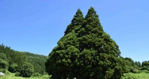 Totoro Tree di Jepang, Harta Alam 1000 Tahun yang Jadi Spot Favorit Wisatawan Totoro Tree Sakegawa Village Yamagata, wisata alam Jepang - sumber foto cineatomy