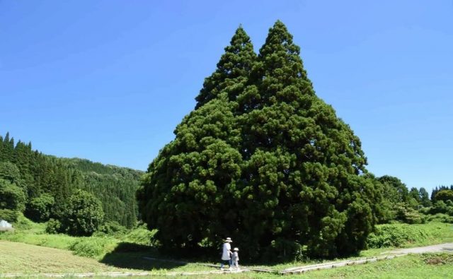Totoro Tree Sakegawa Village Yamagata, wisata alam Jepang - sumber foto cineatomy