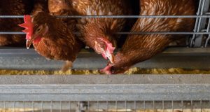 Ayam atau Telur Duluan? Sains Ungkap Jawaban Mengejutkan ilustrasi Ayam atau Telur dulu? - sumber photo Istock