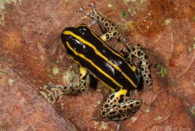 Katak Beracun Terkecil di Dunia Ditemukan di Hutan Bambu Amazon