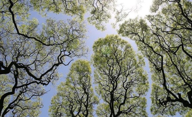 Fenomena Langit Retak di Hutan : Crown Shyness Mengajarkan Kita Arti Ruang dan Keharmonisan Alam Fenomena Langit Retak di Hutan : Crown Shyness Mengajarkan Kita Arti Ruang dan Keharmonisan Alam