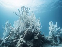 80% Terumbu Karang Dunia Memutih: Ilmuwan Inggris Sebut Iklim Sudah Melewati Titik Kritis 80% Terumbu Karang Dunia Memutih: Ilmuwan Inggris Sebut Iklim Sudah Melewati Titik Kritis