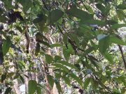 Taman Nasional Tanjung Puting: Surga Orang Utan di Kalimantan Taman Nasional Tanjung Puting: Surga Orang Utan di Kalimantan