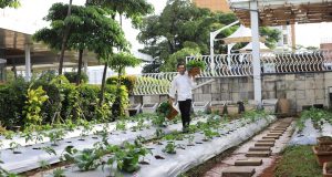 Punya Kebun Sendiri : Inilah Langkah Novotel Tangerang Jadi Hotel Ramah Lingkungan