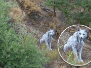 Lynx Putih Pertama di Dunia: “Hantu Putih dari Hutan Mediterania” yang Menggetarkan Dunia lynx Iberia putih - sumber foto Instagram Ángel Hidalgo photographer
