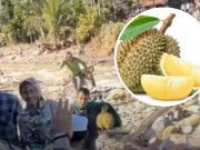 1000 Kilogram Logistik Turun, Hadiah Durian dari Warga Gayo Lues Kepada TNI AU Hadiah Durian dari Warga Gayo Lues Kepada TNI AU - sumber foto berbagai sumber Google dan Instagram