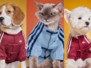 adidas China Rilis Chinese Style Track Top Versi Anjing dan Kucing, Streetwear Kini Punya Empat Kaki adidas Originals Pet Collection Chinese Style Track Top Versi Anjing dan Kucing - sumber foto adidas China