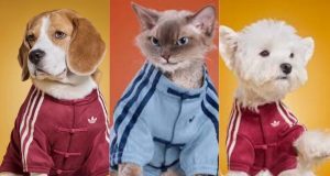 adidas Originals Pet Collection Chinese Style Track Top Versi Anjing dan Kucing - sumber foto adidas China