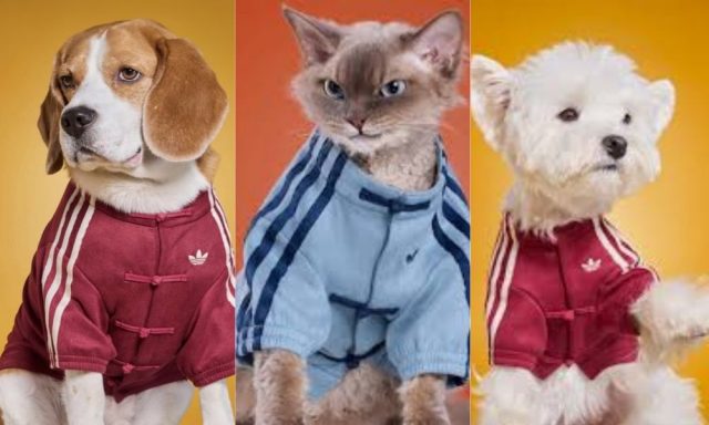 adidas Originals Pet Collection Chinese Style Track Top Versi Anjing dan Kucing - sumber foto adidas China