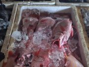 Inilah 5 Cara Memilih Ikan Segar dipasar untuk Pemula Inilah 5 Cara Memilih Ikan Segar dipasar untuk Pemula