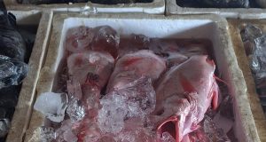 Inilah 5 Cara Memilih Ikan Segar dipasar untuk Pemula