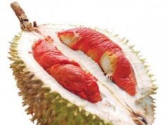 Langka dan Bernilai Tinggi, Durian Merah Banyuwangi Jadi Durian Pertama di Indonesia yang Dilindungi Langka dan Bernilai Tinggi, Durian Merah Banyuwangi Jadi Durian Pertama di Indonesia yang Dilindungi