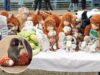Viral Bayi Monyet Punch Peluk Boneka IKEA, Presiden IKEA Jepang Datang Langsung ke Kebun Binatang Ichikawa Bayi Monyet Punch Peluk Boneka IKEA - sumber foto Google
