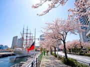 Yokohama Sambut Musim Semi Lewat Minato Mirai 21 Sakura Festa 2026 Selama 9 Hari Yokohama Sambut Musim Semi Lewat Minato Mirai 21 Sakura Festa 2026 Selama 9 Hari