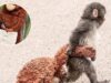 Punch, Bayi Monyet yang Ditinggalkan Induknya dan Menemukan Pelukan dari Boneka Orangutan Punch bayi monyet dari Ichikawa City Zoo - sumber foto Ichikawa City Zoo