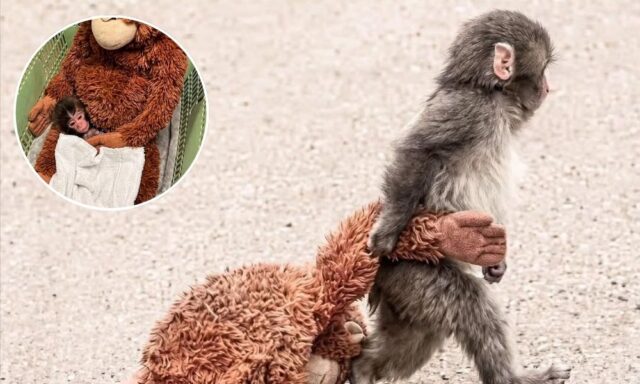 Punch bayi monyet dari Ichikawa City Zoo - sumber foto Ichikawa City Zoo