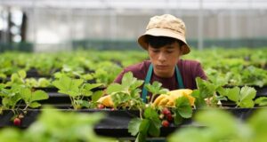 Makin Dilirik Jepang, Pekerja Jawa Timur Jadi Tulang Punggung Ekonomi Jumlahnya Capai 4.000 Orang