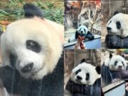 Meng Meng, Panda “Pengamat Manusia” dari Beijing Zoo yang Bikin Netizen Jatuh Hati panda Meng Meng - sumber foto Istimewa