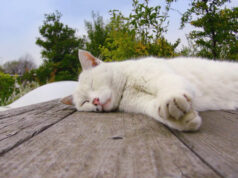 Ushiko dan Dunia Kucing di Ghibli: Inspirasi Hangat di Balik Layar Animasi Legendaris Ushiko kucing Studio Ghibli - sumber foto istimewa