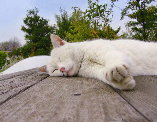 Ushiko dan Dunia Kucing di Ghibli: Inspirasi Hangat di Balik Layar Animasi Legendaris Ushiko kucing Studio Ghibli - sumber foto istimewa