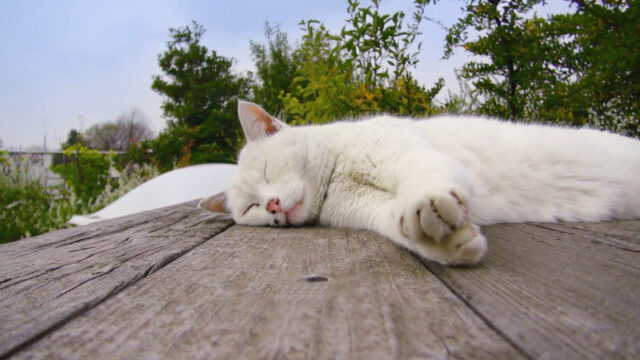 Ushiko kucing Studio Ghibli - sumber foto istimewa