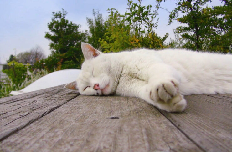 Ushiko kucing Studio Ghibli - sumber foto istimewa