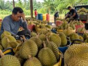 Harga Durian di Malaysia Anjlok Saat Panen Melimpah, Petani Kini Tertekan Biaya Produksi dan Konflik Global ilustrasi Harga Durian di Malaysia Anjlok - sumber foto Istimewa