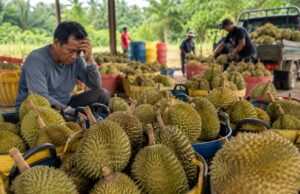 Harga Durian di Malaysia Anjlok Saat Panen Melimpah, Petani Kini Tertekan Biaya Produksi dan Konflik Global ilustrasi Harga Durian di Malaysia Anjlok - sumber foto Istimewa