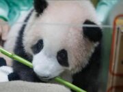 Satrio Wiratama Jadi Bayi Panda Pertama Lahir di Indonesia, Netizen Heboh Sambut “Rio” di Taman Safari Bogor! Satrio Wiratama bayi panda pertama Indonesia Taman Safari Bogor - sumber foto TSI