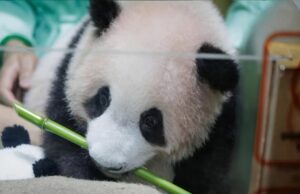 Satrio Wiratama Jadi Bayi Panda Pertama Lahir di Indonesia, Netizen Heboh Sambut “Rio” di Taman Safari Bogor! Satrio Wiratama bayi panda pertama Indonesia Taman Safari Bogor - sumber foto TSI