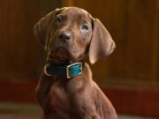 Netflix Ungkap First Look “Scooby-Doo: Origins”, Serial Live-Action Siap Tayang 2027 Netflix Ungkap First Look “Scooby-Doo: Origins”, Serial Live-Action Siap Tayang 2027