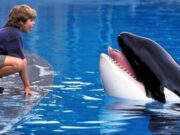 Nostalgia 90-an Kembali, Warner Bros. Garap Ulang Film Legendaris Free Willy Gandeng Anthony dan Joe Russo Nostalgia 90-an Kembali, Warner Bros. Garap Ulang Film Legendaris Free Willy Gandeng Anthony dan Joe Russo