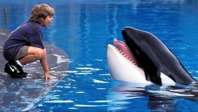 Nostalgia 90-an Kembali, Warner Bros. Garap Ulang Film Legendaris Free Willy Gandeng Anthony dan Joe Russo Nostalgia 90-an Kembali, Warner Bros. Garap Ulang Film Legendaris Free Willy Gandeng Anthony dan Joe Russo