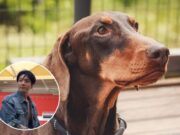 Instagram Bam, Anjing Jungkook, Tembus 8 Juta Followers dan Malah Lewati Akun Grammy Bam, anjing kesayangan Jungkook BTS - sumber foto Istagram/bowwow_bam