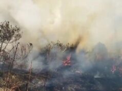 Karhutla Kembali Melanda Gunung Semeru, Jalur Pendakian Ditutup dan 170 Pendaki Dievakuasi Karhutla Kembali Melanda Gunung Semeru - sumber foto istimewa